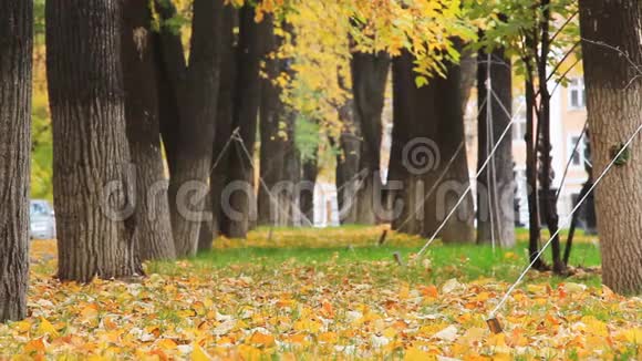 秋天公园里五颜六色的金色小巷树叶飘落视频的预览图