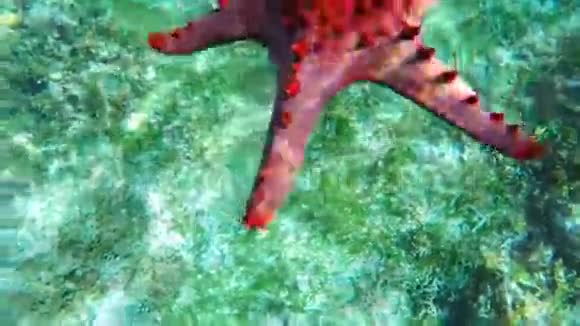 沙底的海星视频的预览图