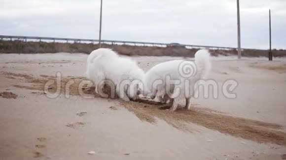 两只可爱的狗正在海滩上挖沙子慢镜头视频的预览图