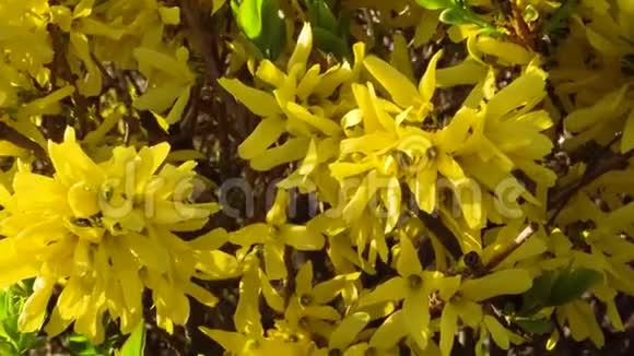 早春在多风天气开花的灌木黄色视频的预览图
