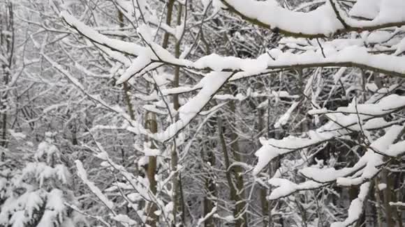 冬季森林景观白雪中的树枝视频的预览图