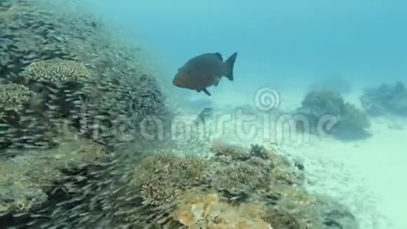 在水下追踪蓝点石斑鱼视频的预览图