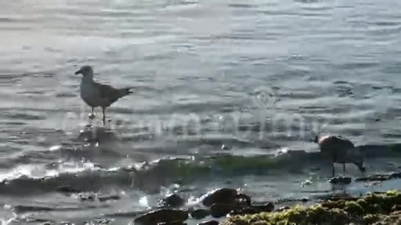 海鸥在平静的海面上捕猎视频的预览图