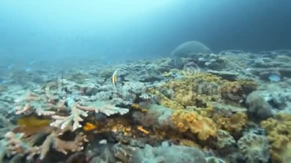 不同的鱼在珊瑚礁上游泳视频的预览图