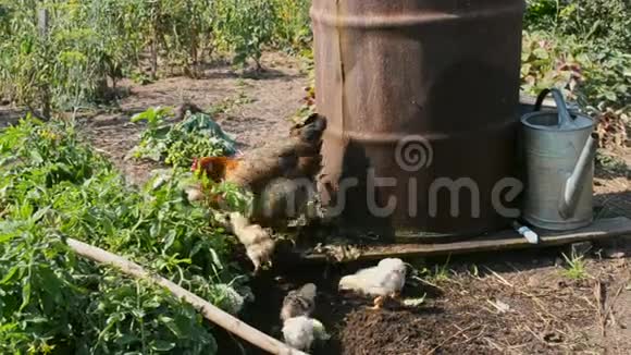 母鸡带着小鸡在农场的院子里靠近铁桶的地方喝水视频的预览图