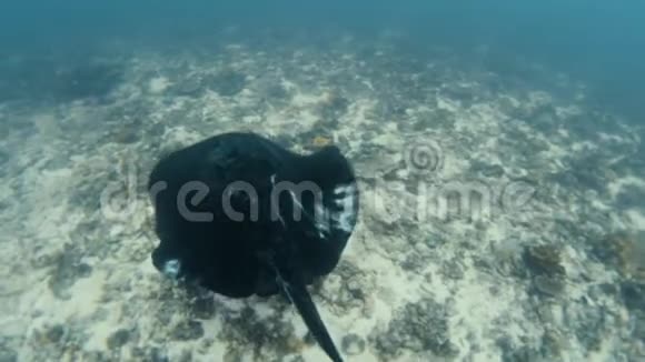 黑色黄貂鱼的慢动作体验视频的预览图
