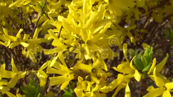 早春在多风天气开花的灌木黄色视频的预览图