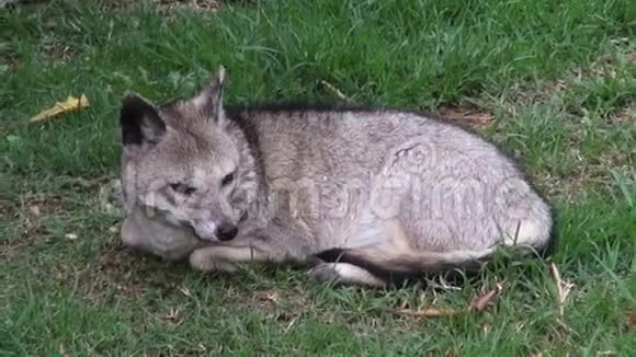 狐狸犬类野生动物视频的预览图