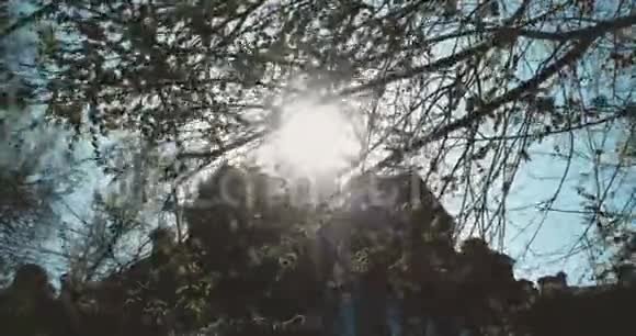 春天晴天的榆树自然背景榆树枝在闪烁的阳光前旧建筑在视频的预览图
