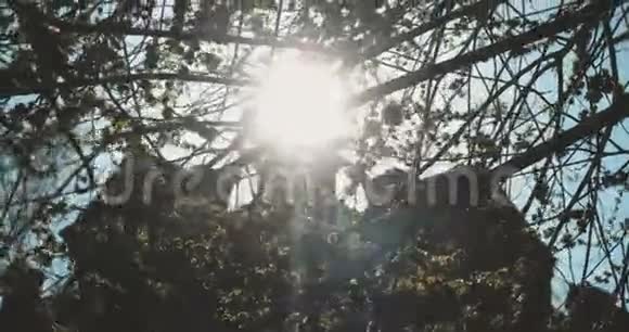 自然背景榆树枝在闪烁的阳光前老建筑背景复古的颜色视频的预览图