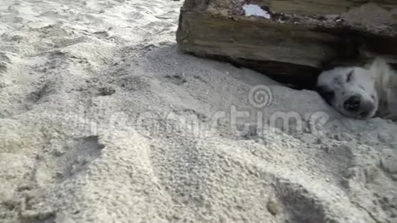 睡在亚洲巴厘岛海滩沙滩上的无家可归的狗视频的预览图