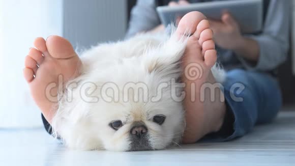 电影摄影年轻的女人正在家里的地板上和一只狗休息并使用平板电脑视频的预览图
