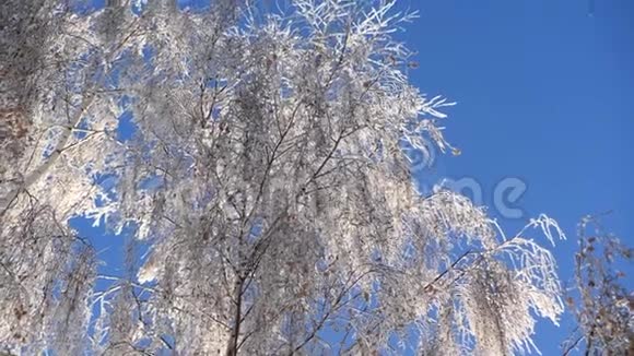枝上白雪覆盖的桦树映衬着蓝天下雪了视频的预览图