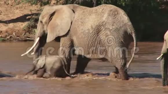 大象穿过一条肿胀的河流视频的预览图