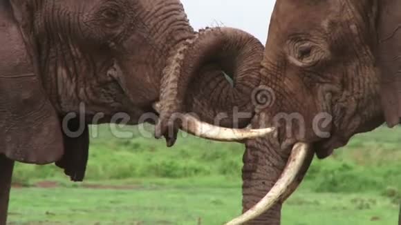 大象友好地拥抱着视频的预览图