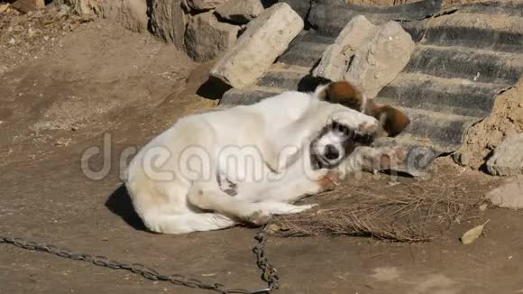 可爱的白色小狗棕色的口吻在一个晒太阳的老院子里的链子上视频的预览图