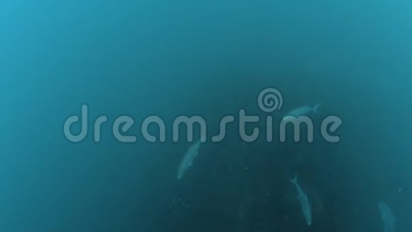一群鱼游到海底深处视频的预览图