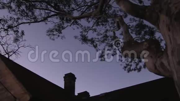 一棵大树和一间闹鬼的房子视频的预览图
