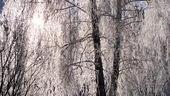 枝上白雪覆盖的桦树映衬着蓝天下雪了视频的预览图