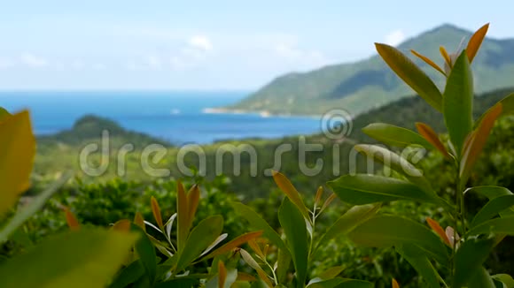 热带雨林景观与火山山以上郁郁葱葱的绿色丛林异国海岛视频的预览图