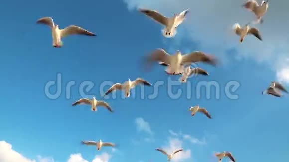 海鸥飞翔视频的预览图