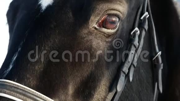 一匹马看着摄像机的肖像慢动作视频的预览图