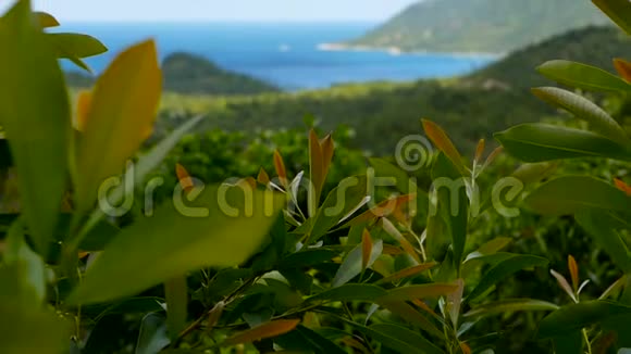 热带雨林景观与火山山以上郁郁葱葱的绿色丛林异国海岛视频的预览图