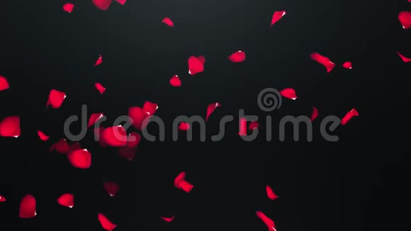 黑色背景的玫瑰花瓣视频的预览图