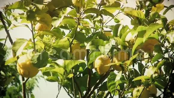 柠檬树细节古董视频的预览图