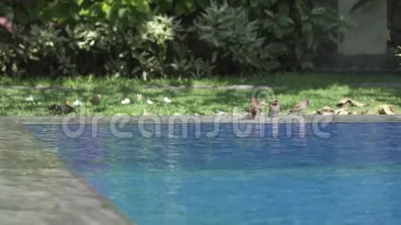 哈克帕瑟蒙塔努斯在游泳池里游泳视频的预览图