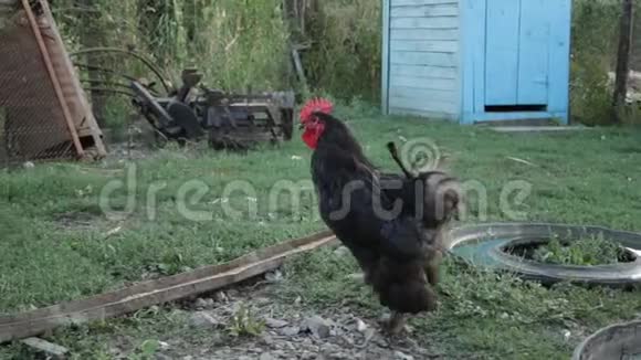 乡村公鸡在散步视频的预览图