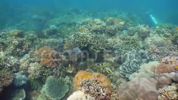珊瑚礁的水下世界海洋中的热带鱼水下世界珊瑚中的鱼类视频的预览图