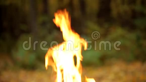 秋天森林里的火森林火灾的危险烟雾和火焰烧烤视频的预览图
