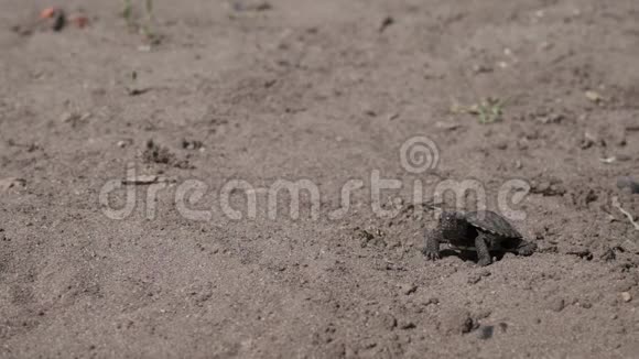 小乌龟在地上行走视频的预览图