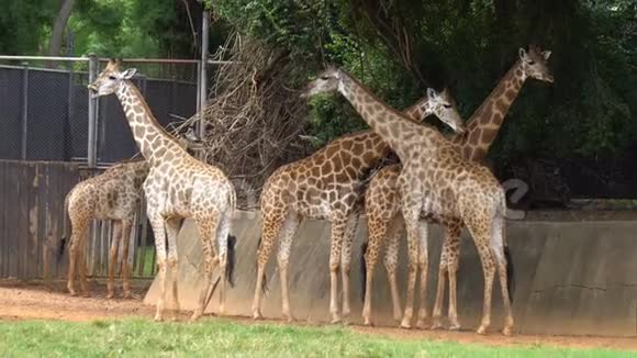 动物园里的非洲大草原或长颈鹿视频的预览图