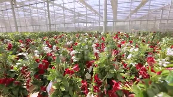 在现代化的温室里盛开的美丽花朵在工业规模上生长的花朵现代的温室视频的预览图
