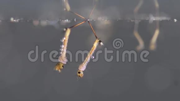 水下的蚊子幼虫视频的预览图