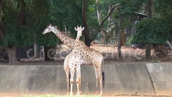 动物园里的非洲大草原或长颈鹿视频的预览图