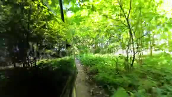 乡村土路美丽的常青树绿波夫背面视频的预览图
