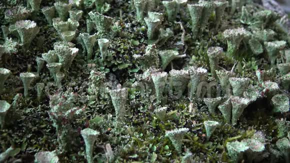 南布格河花岗岩岸地衣和苔藓的不同种类视频的预览图