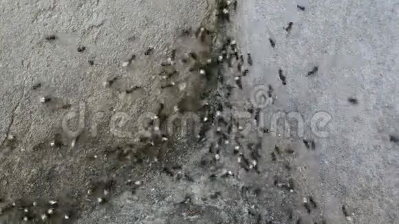 蚂蚁收集食物视频的预览图