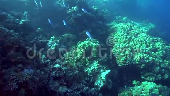 苏丹红海珊瑚中的马铃薯石斑鱼视频的预览图