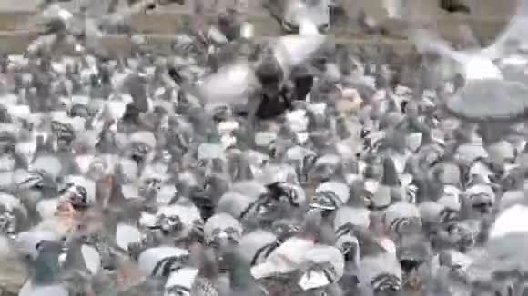 数以百计的城市鸽子成群结队地来到这里觅食这使得巴塞罗那街头的妇女视频的预览图
