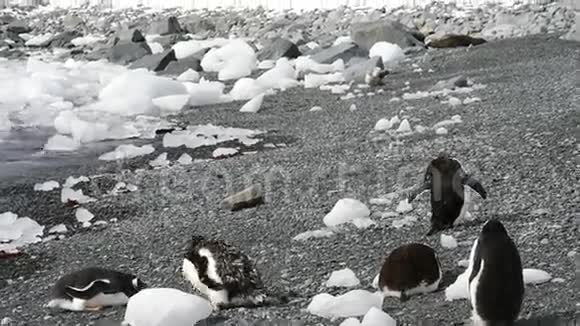 企鹅在海滩上休息视频的预览图
