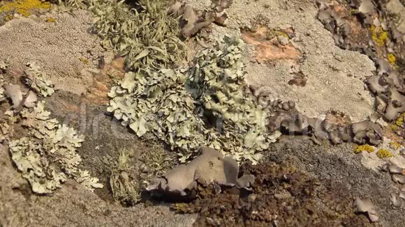 南布格河花岗岩岸地衣和苔藓的不同种类视频的预览图
