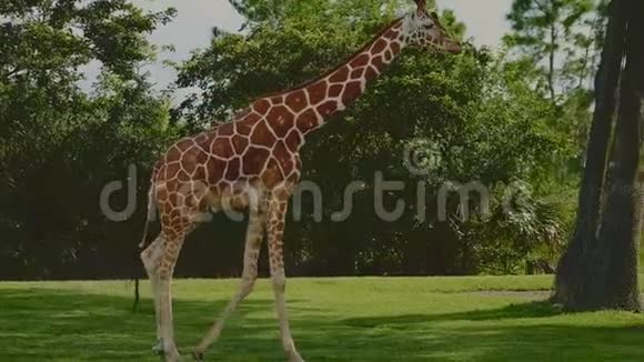 动物园里美丽的长颈鹿视频的预览图