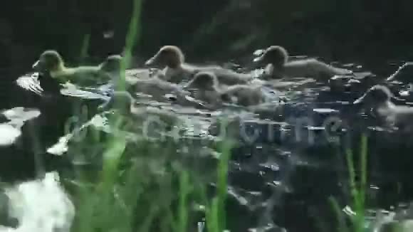 河上的小鸭子视频的预览图