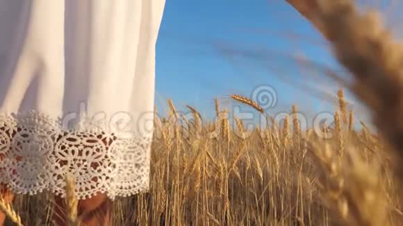 穿着白色衣服的女孩来到熟麦地女孩的手触摸熟麦穗动作缓慢特写镜头视频的预览图