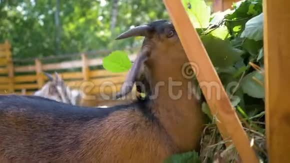 小绵羊和山羊在围场的槽里吃草视频的预览图