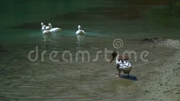 鸭子在散步游泳与自然和谐相处视频的预览图